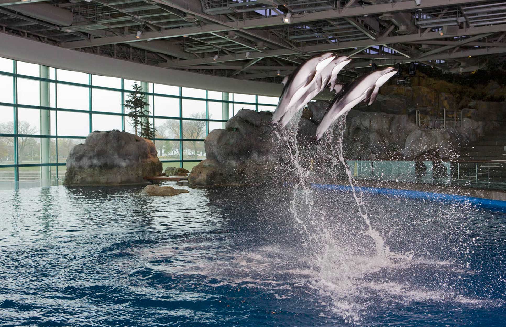 shedd-aquarium-dolphin
